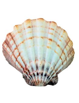 Coquille Saint-Jacques Coquille Saint-Jacques