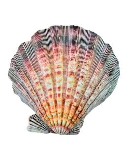 Coquille Saint-Jacques Coquille Saint-Jacques
